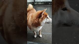 京都の雪にはしゃぐ、てんちゃん！　太郎の犬モノガタリ　#shorts