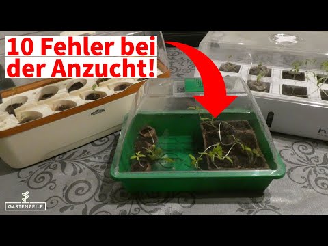 10 typische Anfängerfehler bei der Anzucht [und wie du sie verhinderst]