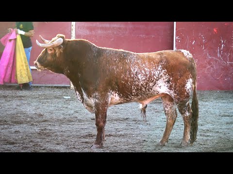 Aldeamayor 2024 Campeonato con Toros Bravos