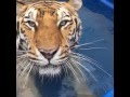 LIVE With Alexander Lacey And His Big Cats