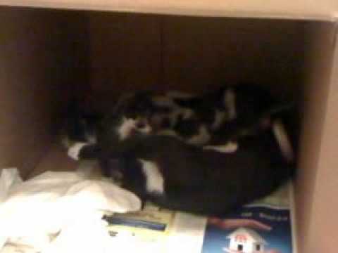 video_2012-04-19_mostafa cat kids at 4 weeks age 2