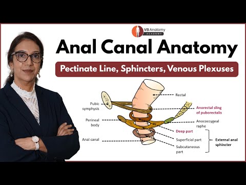 Anatomy of Anal Canal Made Easy | Pectinate Line, Sphincters, Venous Plexuses & Applied Anatomy