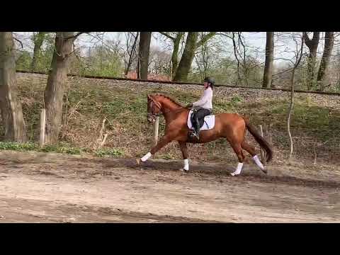 BALESTO 5j. v. Borsalino - Weltmeyer  for sale  VB 12.000,- Euro