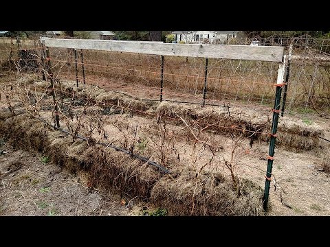 Part 1 Resetting The 52 Week Garden’s Hay Bale Garden 2016 ~ Removing Last Year's Bales