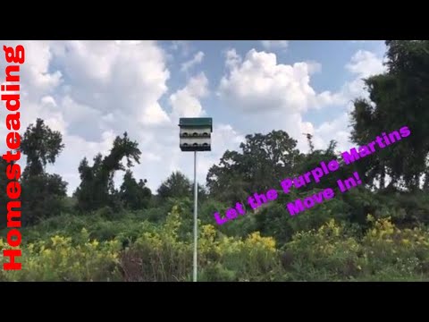 image-What birds will use a purple martin house?