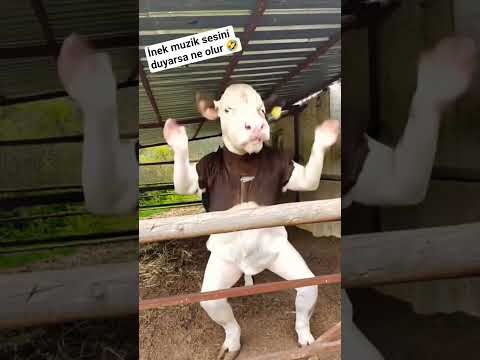 inek dans ediyor. #hayvanlar #hayvanlaralemi #animals