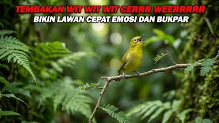 Download lagu PANCINGAN PLECI NEMBAK WIT WIT WIT CERRR WERR PANJANG, BIKIN LAWAN IKUT GACOR DAN BUKPAR mp3