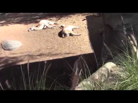 SD Zoo - 2017.11.02 Zoo time27