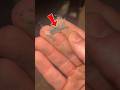 Microscopic Look at Household Dust – What’s Floating Around You