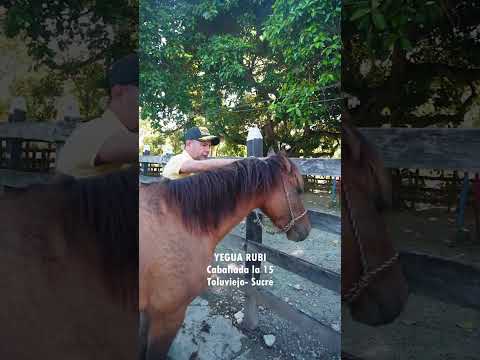 YEGUA Rubi Caballada la 15 Toluviejo Sucre. #caballos #colombia #horse #criollo