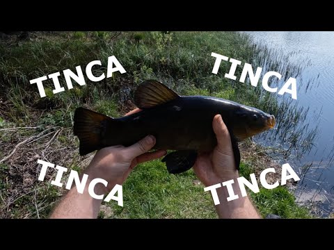 Feeder Fishing - Tinca Tinca Tinca Tinca