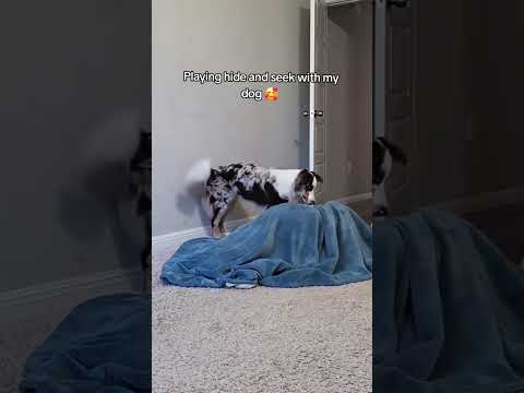 Nigdy nie graj ze swoim pupilem w chowanego