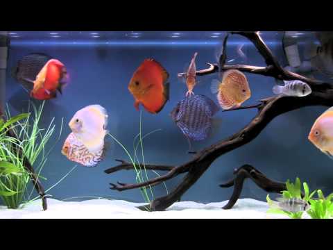 Bluscenes: Scenic Aquarium (Discus tank)