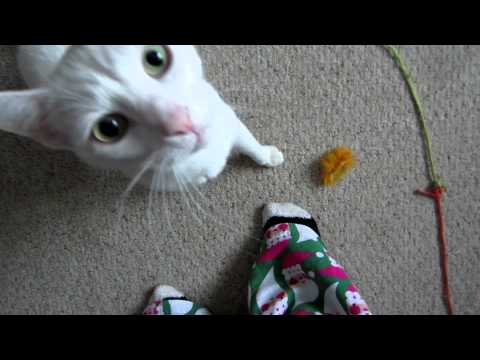 Kona in a Christmas Box! Talking kitties!