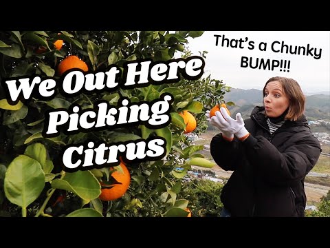 在日本鄉村迴歸自然？ (Gettin' back 2 nature in the Japanese Countryside ??)