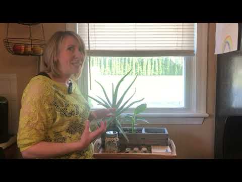 Thumbnail for What To Expect After Getting A LIVE PLANT Goldfinger Dwarf Banana Tree