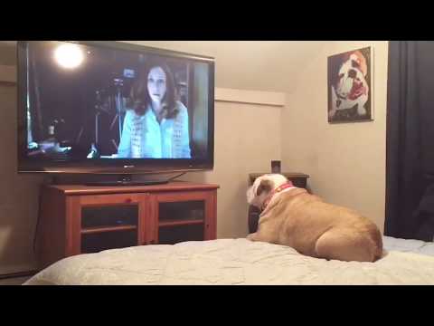 Bulldog Reacts To Terrifying Nun Scene in "The Conjuring 2"