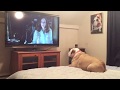 Bulldog Reacts To Terrifying Nun Scene in 