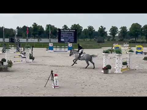 Daddy Cool Ter Linden Z