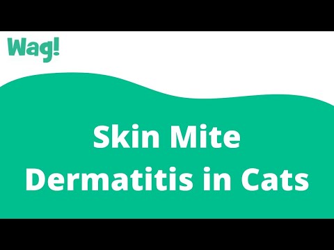 Skin Mite Dermatitis in Cats | Wag!