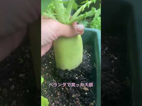 大根 植物
