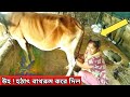 Cow Suddenly Threw Up During Milking