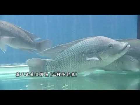 遇見美麗新台灣 台灣優質農產品 台灣鯛精華版