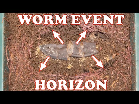 Heat Disaster Averted In My Compost Worm Bin | Vermicompost Worm Farm