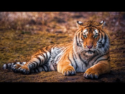 Wild Life - Tigers Documentary (Big Cats HD)