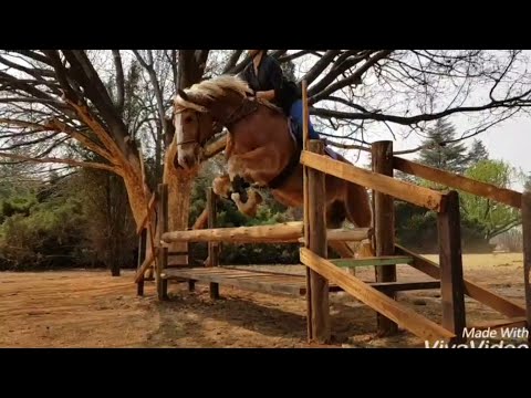 Seyunique Equestrian- Jumping home made cross country jumps with Orchards Acadamy 2018