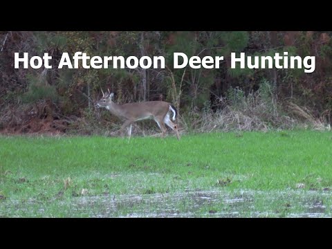 Deer Hunting | Late December Afternoon | 2024 - Episode 15 #deerhunting #hunting
