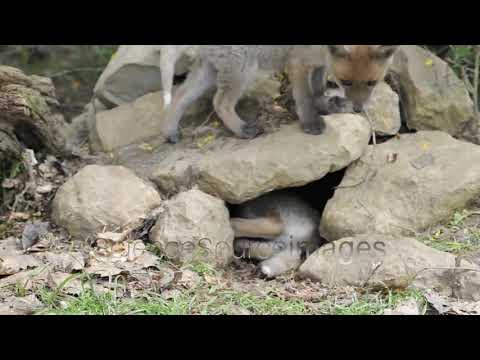 Red Fox Cubs or Kits Playing on Rocks