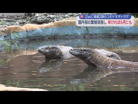YouTube Video 体感型動物園ｉＺｏｏに６月にも世界最大のトカゲ「コモドオオトカゲ」の雄と雌が　国内初の繁殖へ　静岡・河津町