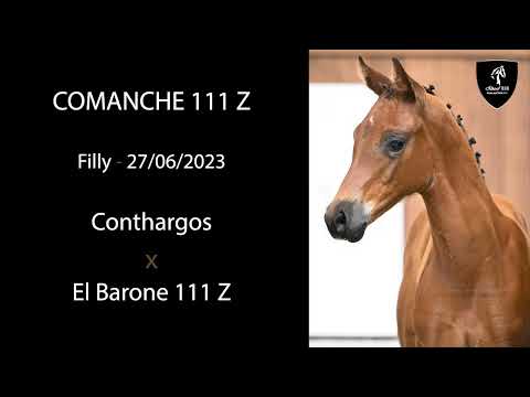 Comanche 111 Z (Conthargos x El Barone 111 Z)