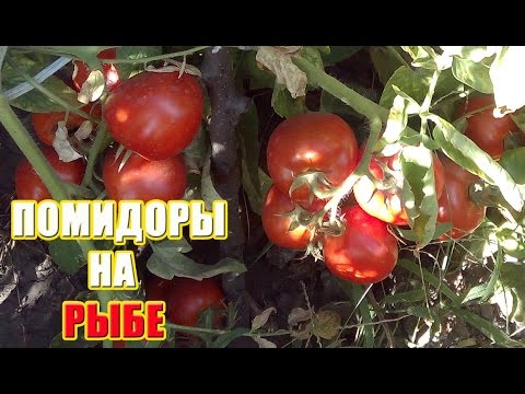 Сажаем помидоры на рыбку