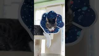エリザベスカラーで毛繕いできてないけど満足気な猫