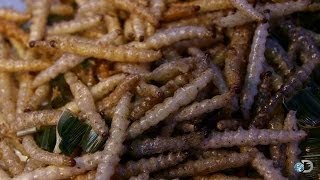 Thailand Bug Bet | Game of Stones