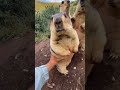 Animal Lover #cute #viral #shorts #animallover