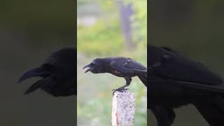 Download lagu Suara burung gagak mistis bikin merinding!🖤🦅 #burunggagak #shorts #fyp #horor #suaraalam mp3
