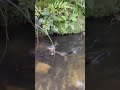 Water Rat VS Fish A Fight For Life Waterfight