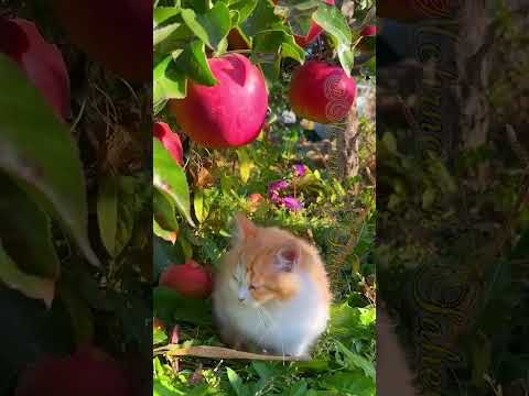 Cute ginger Kitten  🐱#cat #kitten #cutecat #sleepykitty #like #fallow #comment #save #share