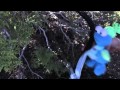 Cookie Monster Cuts Down Christmas Tree Sesame Street