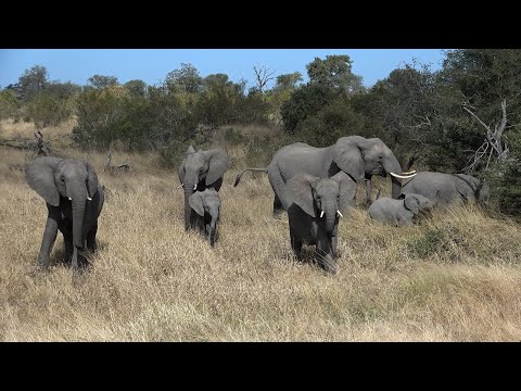 Kruger Day 4 : Big Herds of Elephant, Giraffe, Wildebeest, Zebra, Warthog and Beautiful Birds