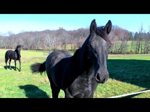 A Day in the Life: Zia at Iron Spring Farm - SOLD!