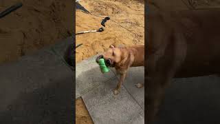 Dog trouble , taking a workman’s tools #pokemon #shortsfeed #shortsindia #shorts