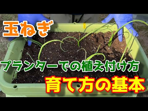 ワインを堆肥に注ぐことはできますか?どのようなメリットがありますか?  庭園