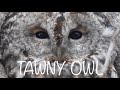 Tawny Owl Call Three Different Calls