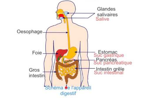 appareil digestif et représentation classe de cinquième