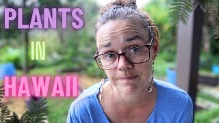 Plants on the Hamakua Coast | Eucalyptus, Albizia and Taro