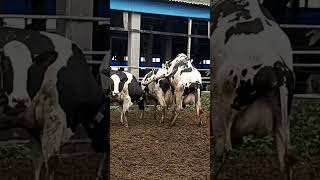 Download lagu HE ALSO NEEDS TO BE HAPPY ||COW MATING mp3 Download lagu HE ALSO NEEDS TO BE HAPPY ||COW MATING mp3